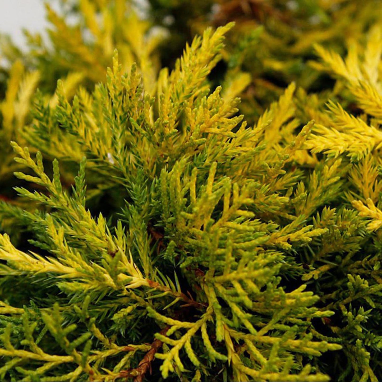 Ienupar Tarator galben Lemon Carpet