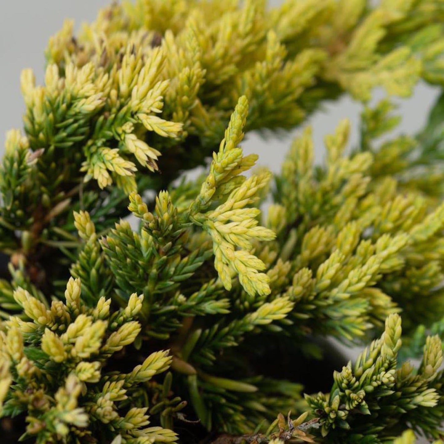 Ienupar Tarator galben Lemon Carpet