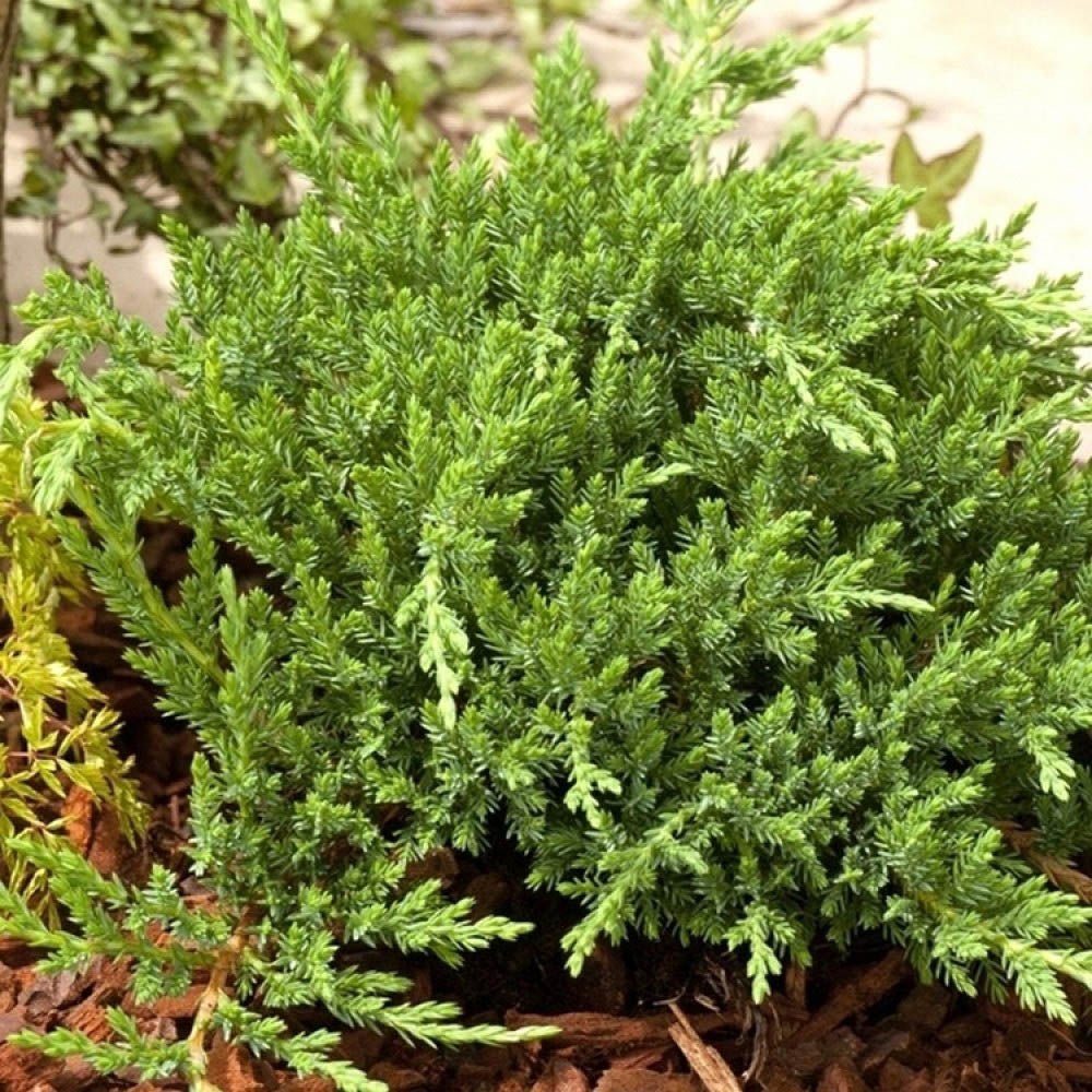 Ienupar tarator verde Prince Of Wales