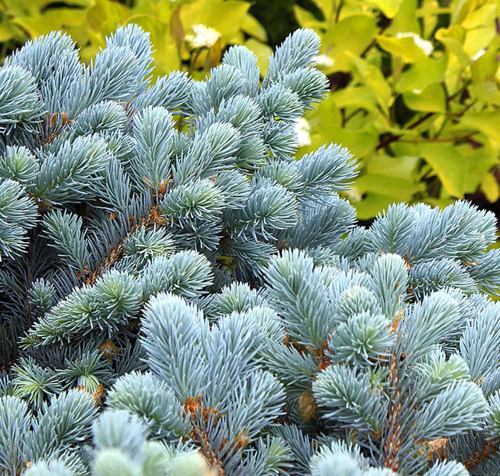 Molid Argintiu Pitic Glauca Globosa