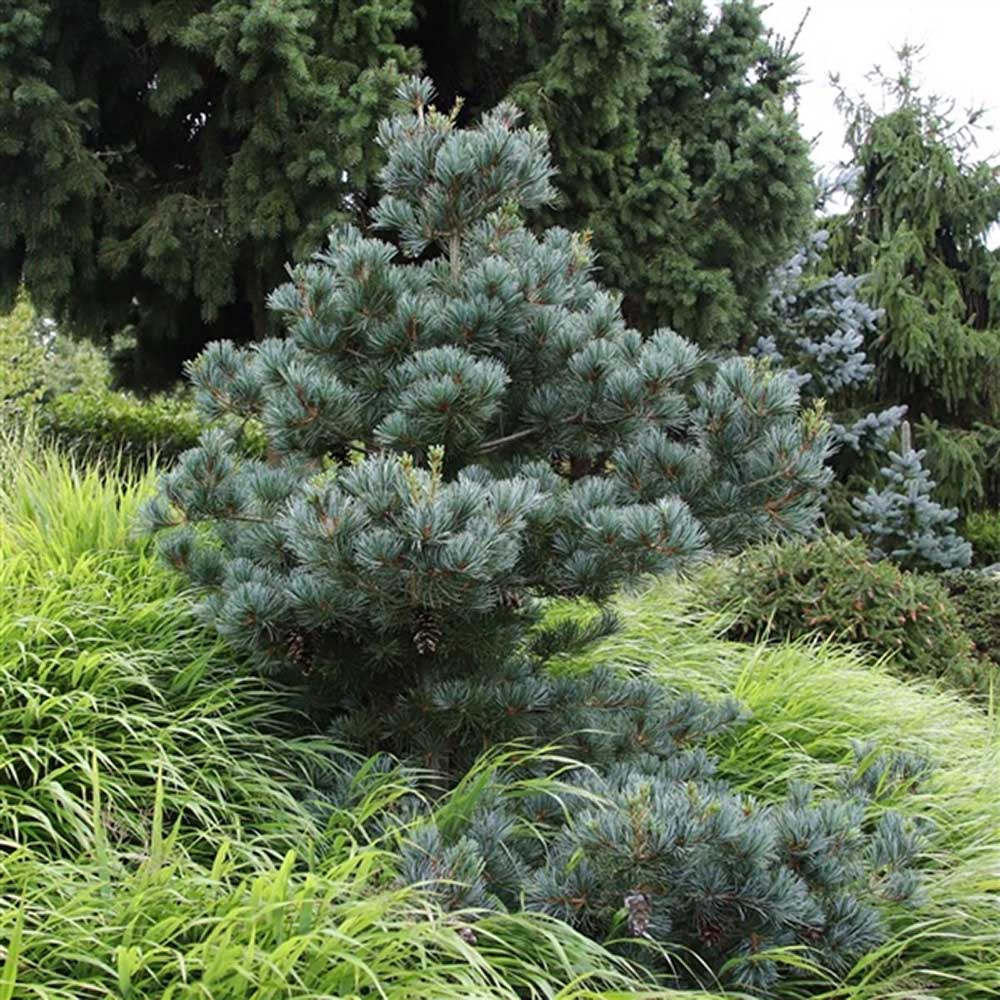 Pin alb japonez Pinus parviflora Negishi, cu ace albastre-verzi