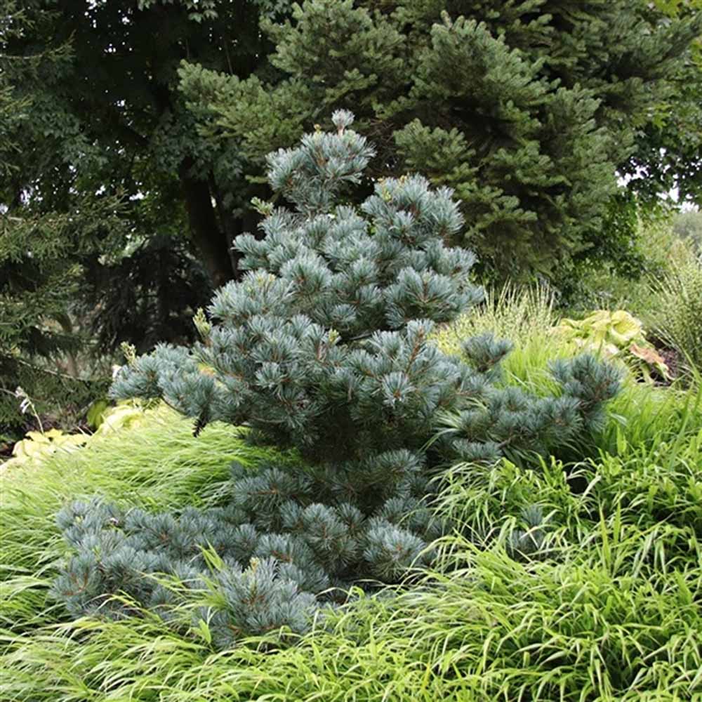 Pin alb japonez Pinus parviflora Negishi, cu ace albastre-verzi