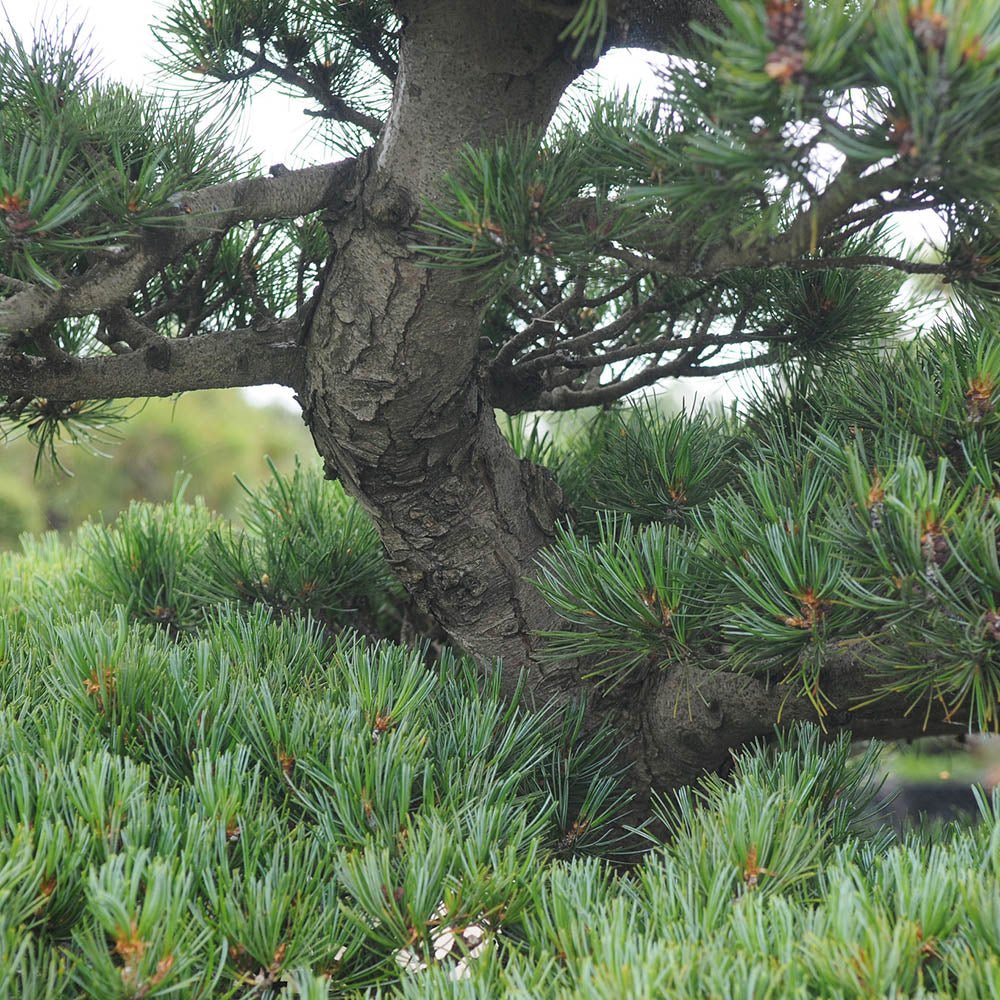 Pin Bonsai Pinus parviflora- Planta Matura UNICAT