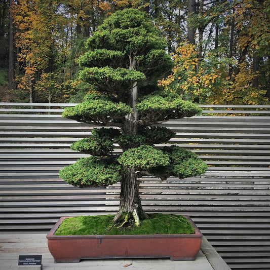 Pin Bonsai Pinus parviflora- Planta Matura UNICAT