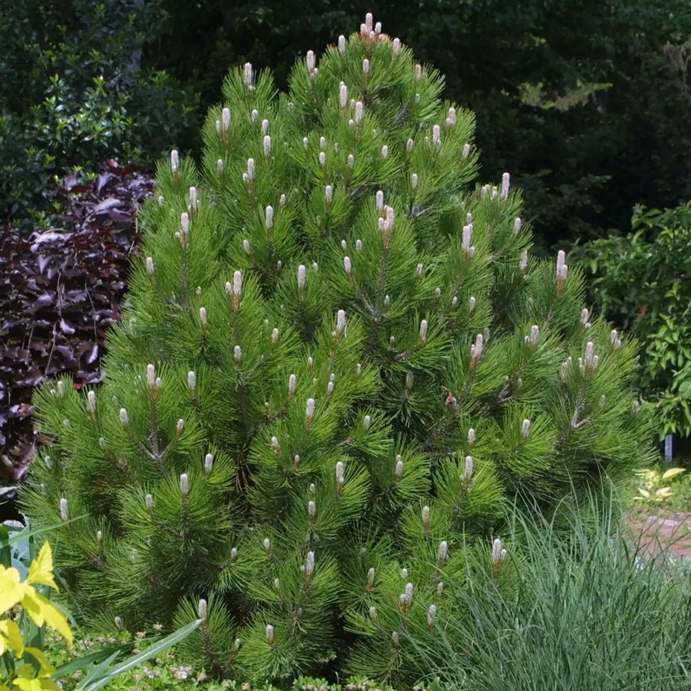 Pin Bosniac Piramidal (Pinus Heldreichii) Compact Gem, cu ace verzi-inchis