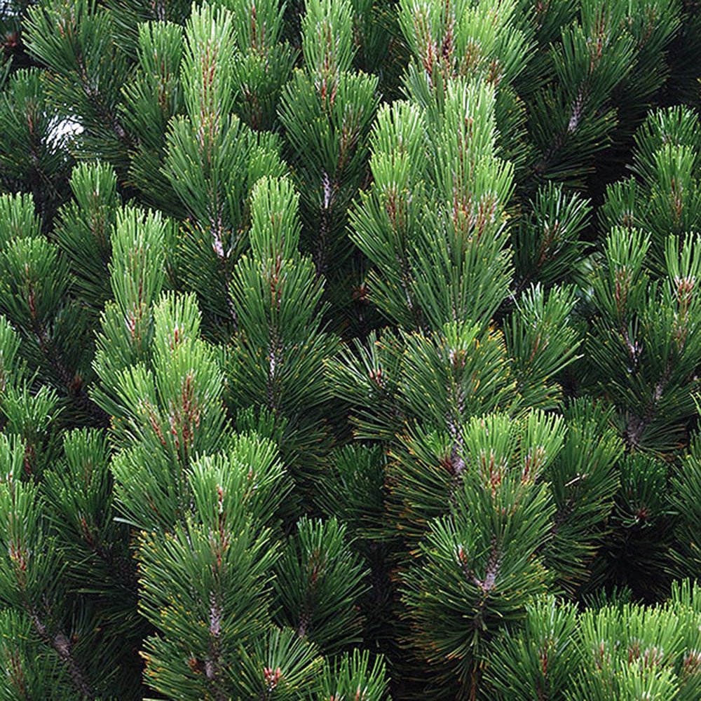 Pin Bosniac Piramidal (Pinus Heldreichii) Compact Gem, cu ace verzi-inchis
