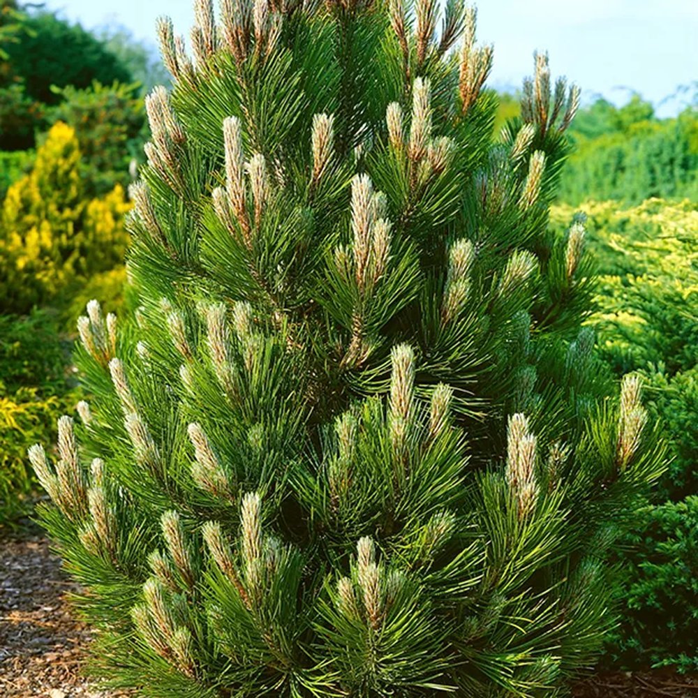 Pin Bosniac Piramidal (Pinus Heldreichii) Compact Gem, cu ace verzi-inchis