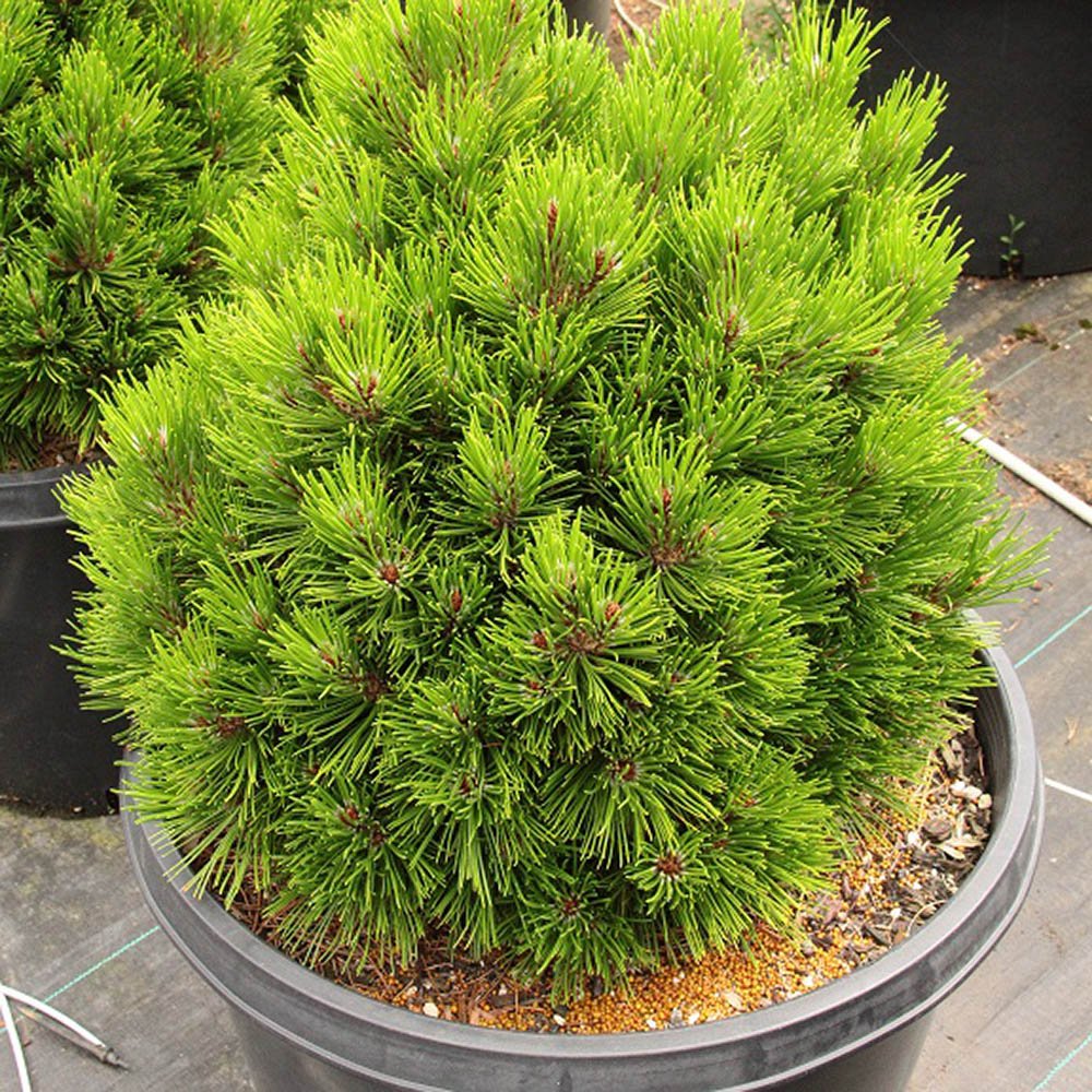 Pin Bosniac Pitic (Pinus heldreichii) Smidtii, cu ace verzi-deschis