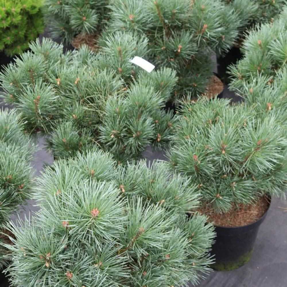 Pin Chantry Blue, cu ace albastre