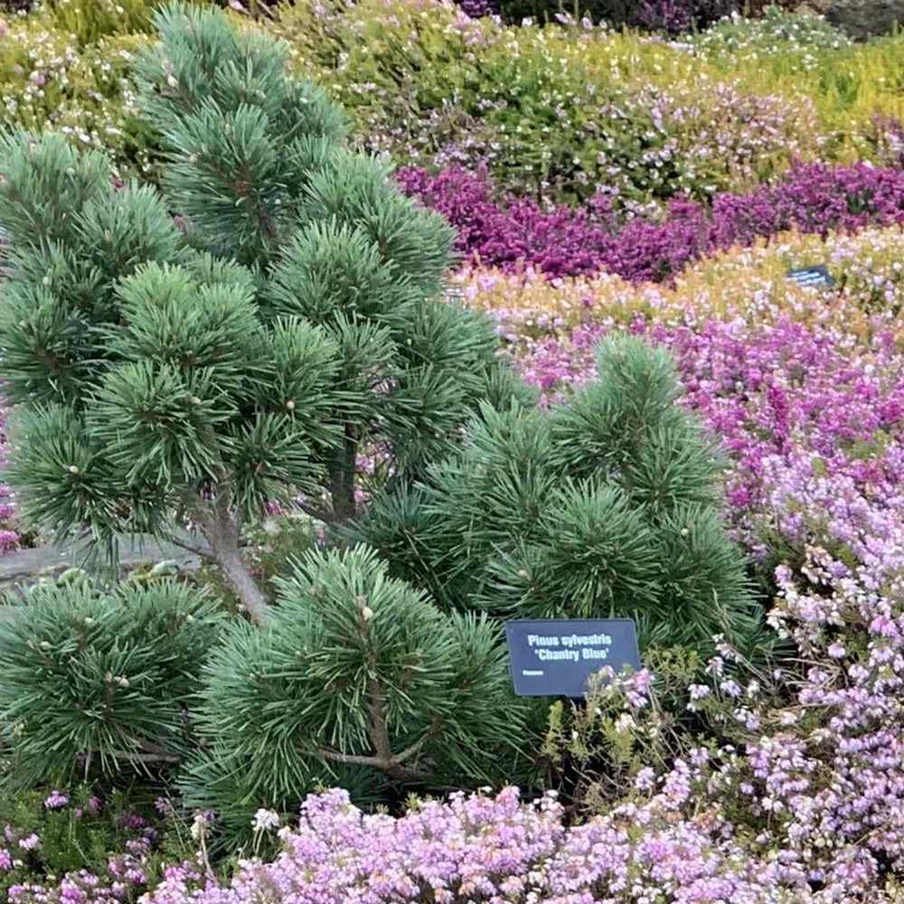 Pin Chantry Blue, cu ace albastre