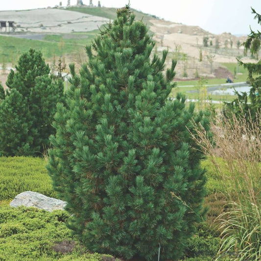 Pin Columnar