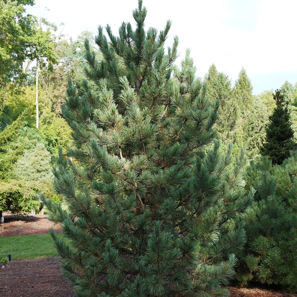 Pin Columnar