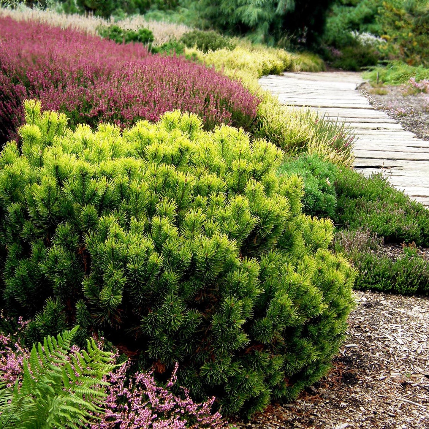 Pin de Munte (Jneapan) Carstens Wintergold