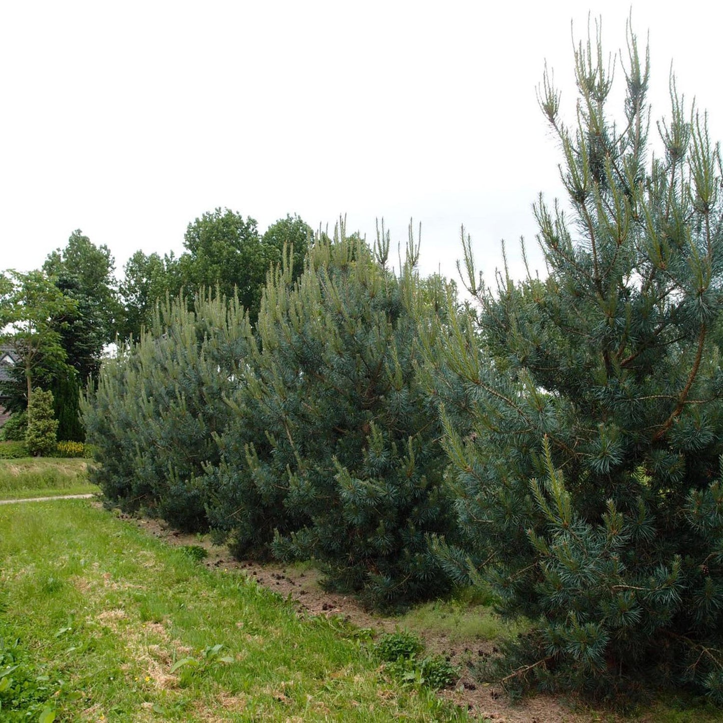 Pin de Padure Glauca