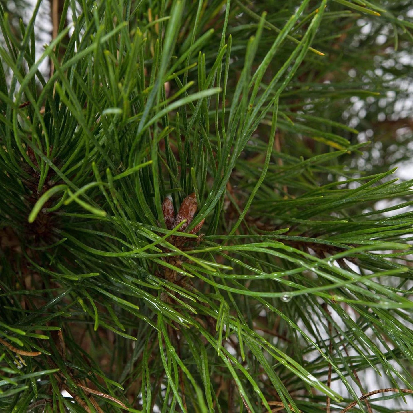 Pin de Padure Glauca