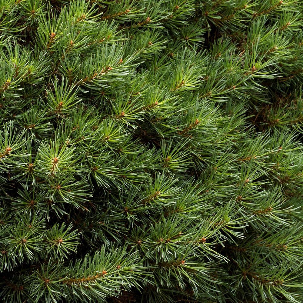 Pin de Padure Glauca
