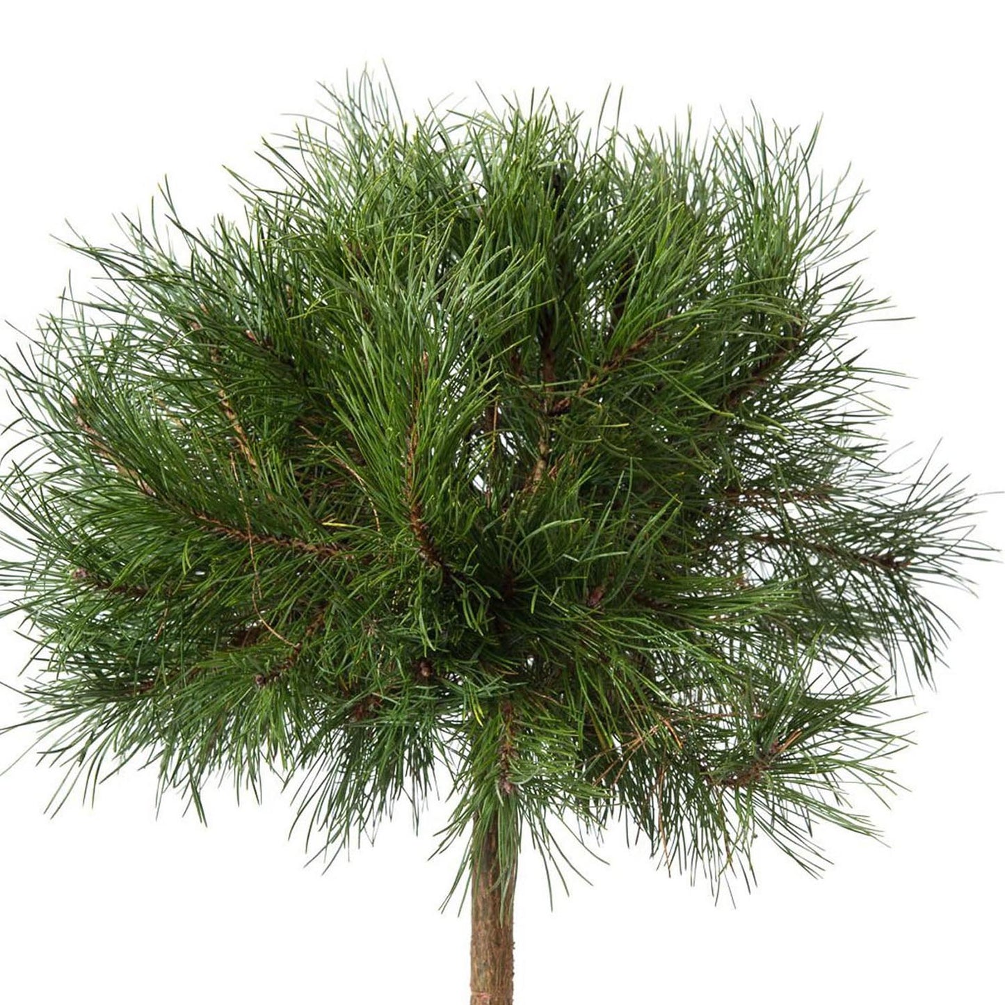 Pin de Padure Glauca
