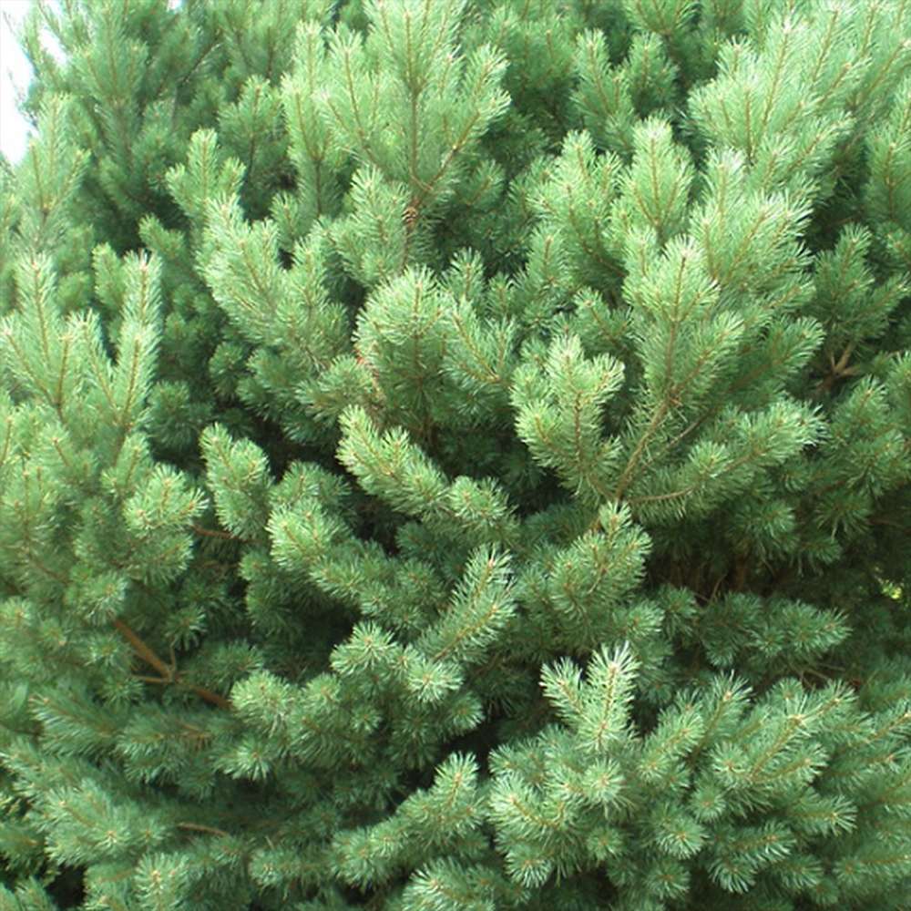 Pin de Padure Watereri Piramidal (Pinus Sylvestris Watereri)