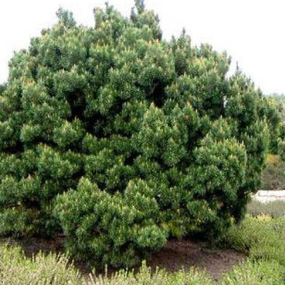 Pin de Padure Watereri Tip Tufa (Pinus Sylvestris Watereri), cu ace verzi-albastrui si forma sferica