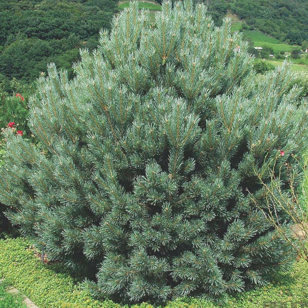 Pin de Padure Watereri Tip Tufa (Pinus Sylvestris Watereri), cu ace verzi-albastrui si forma sferica