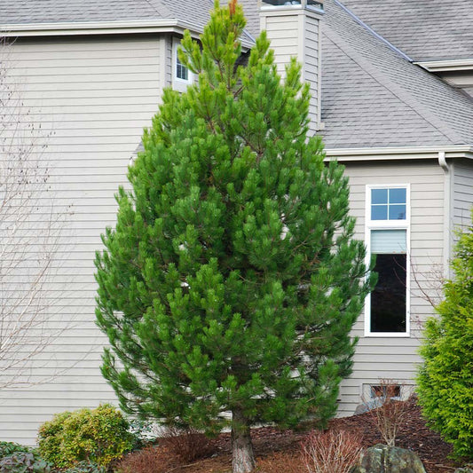 Pin austriac negru (Pinus nigra nigra), cu ace verzi