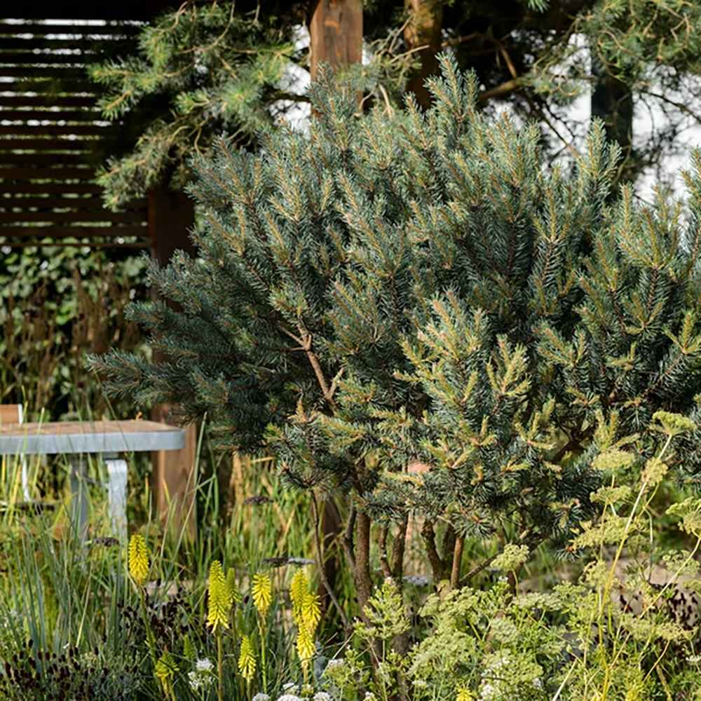 Pin Scotian de Padure (Pinus Sylvestris)