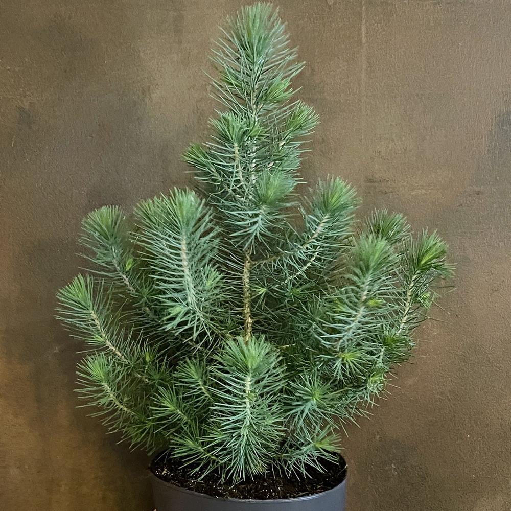 Pin pitic gresesc (Pinus Pinea) Silver Crest, cu ace argintii