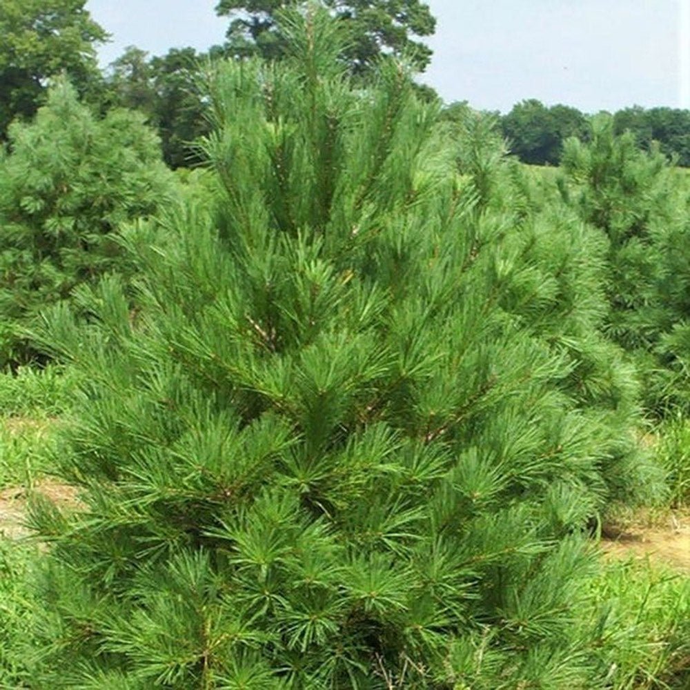 Pin Strob (Pinus Strobus), cu ace moi verzi