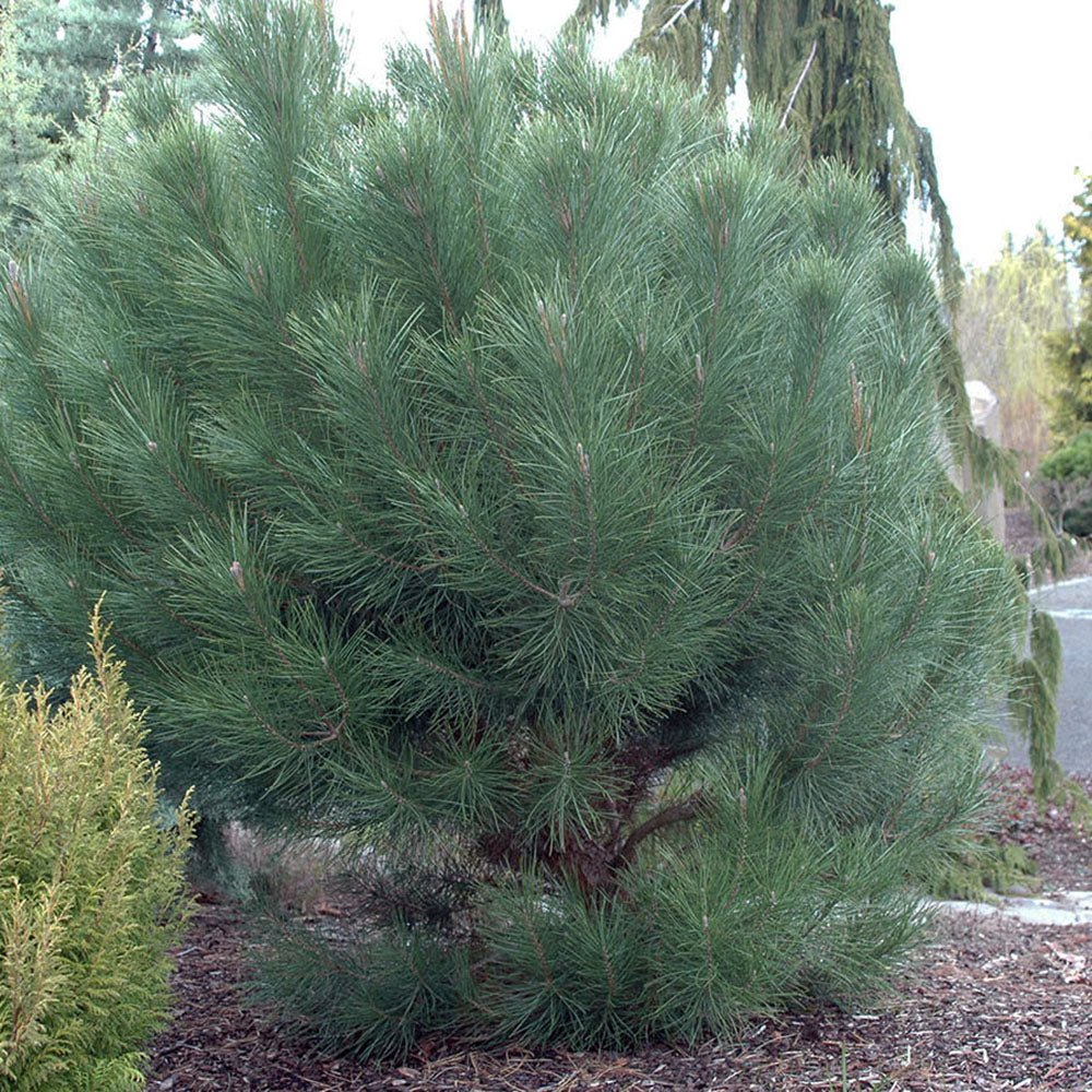 Pinul Umbrela - 325 cm