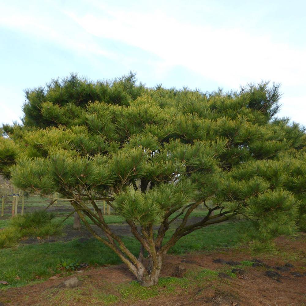Pinus densiflora umbraculifera, cu coroana de umbrela