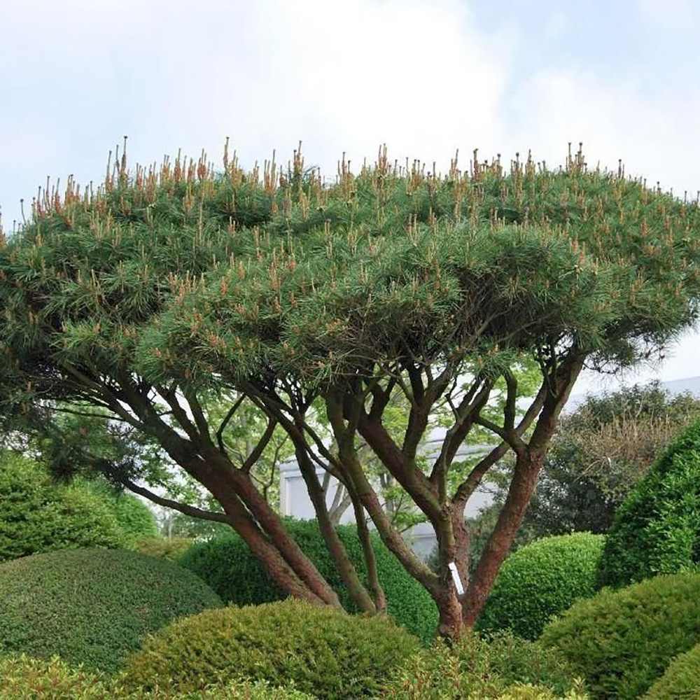 Pinus densiflora umbraculifera, cu coroana de umbrela