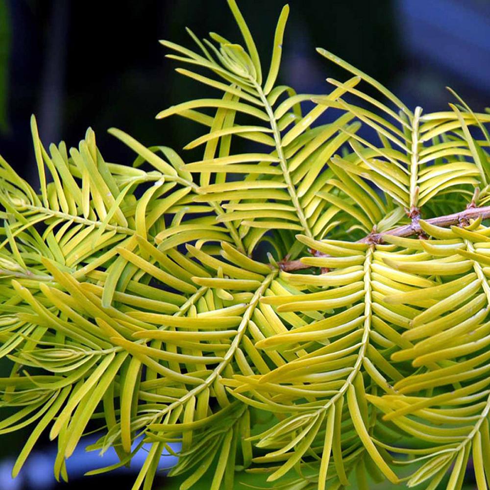 Arborele Sequoia auriu Goldrush (Metasequoia Glyptostroboides Gold Rush)