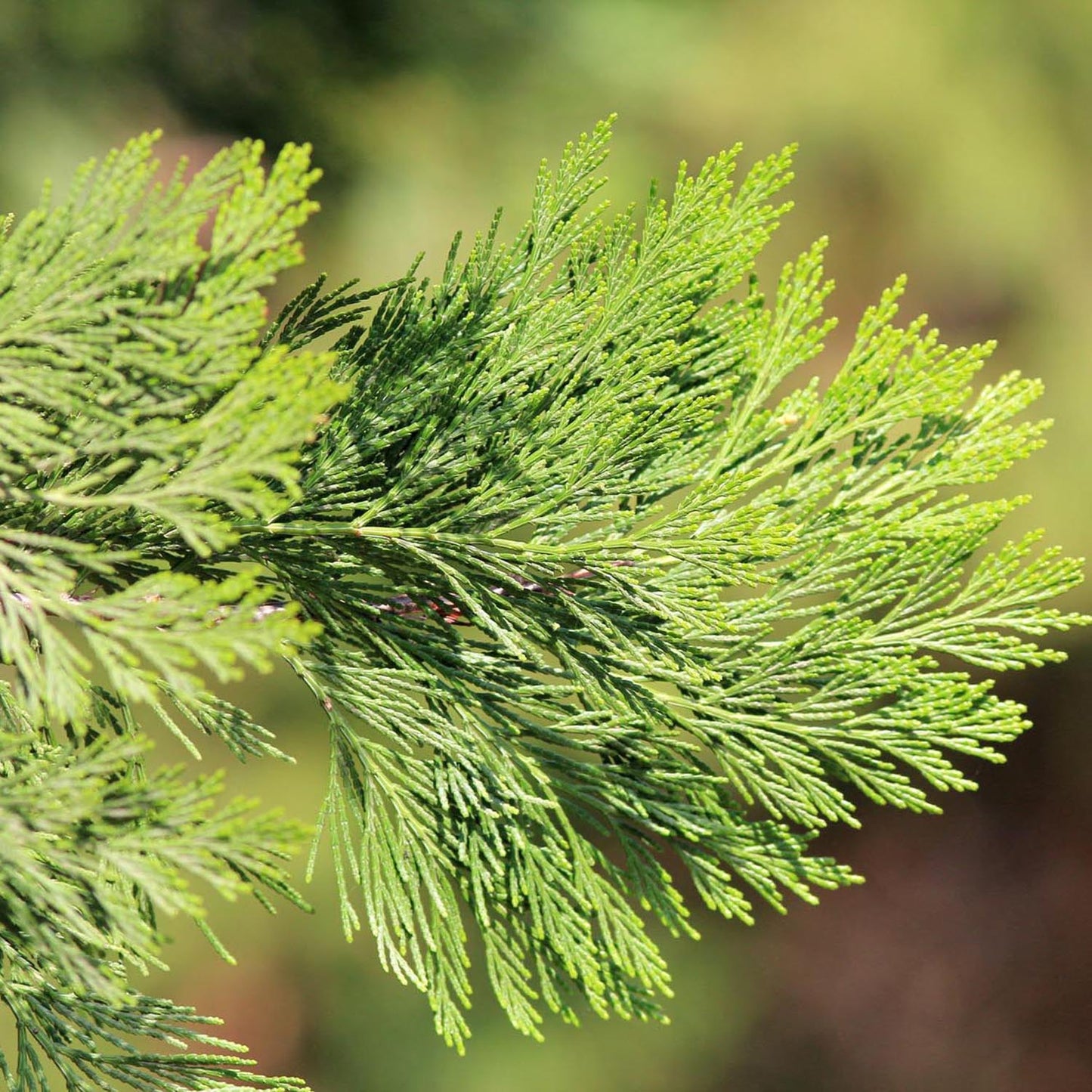 Arborele Sequoia Healthy Mammoth One (Sequoiadendron Giganteum)