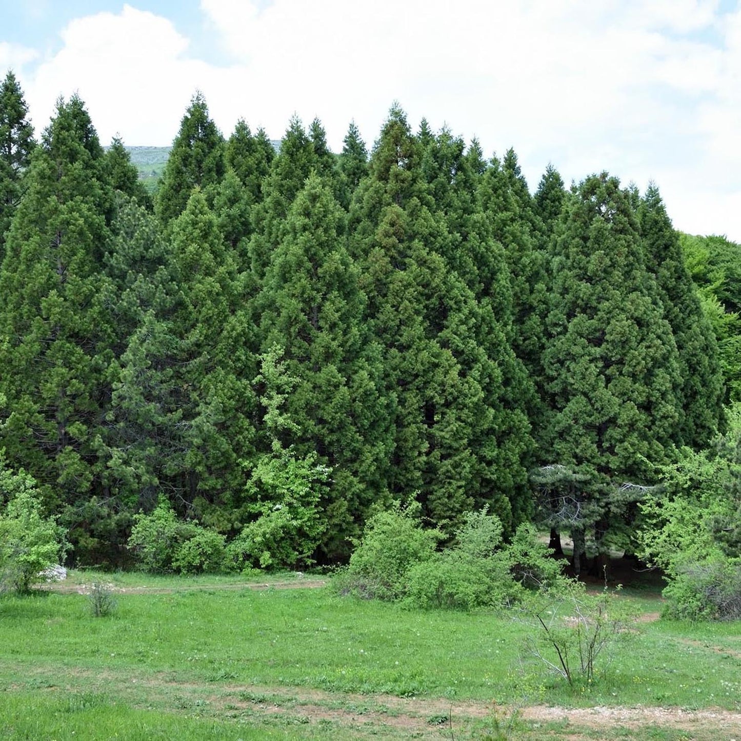Arborele Sequoia Healthy Mammoth One (Sequoiadendron Giganteum)