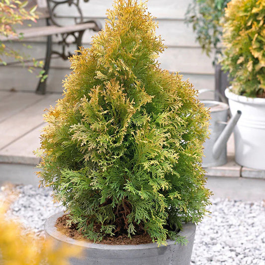 Tuia Occidentalis Golden Anne