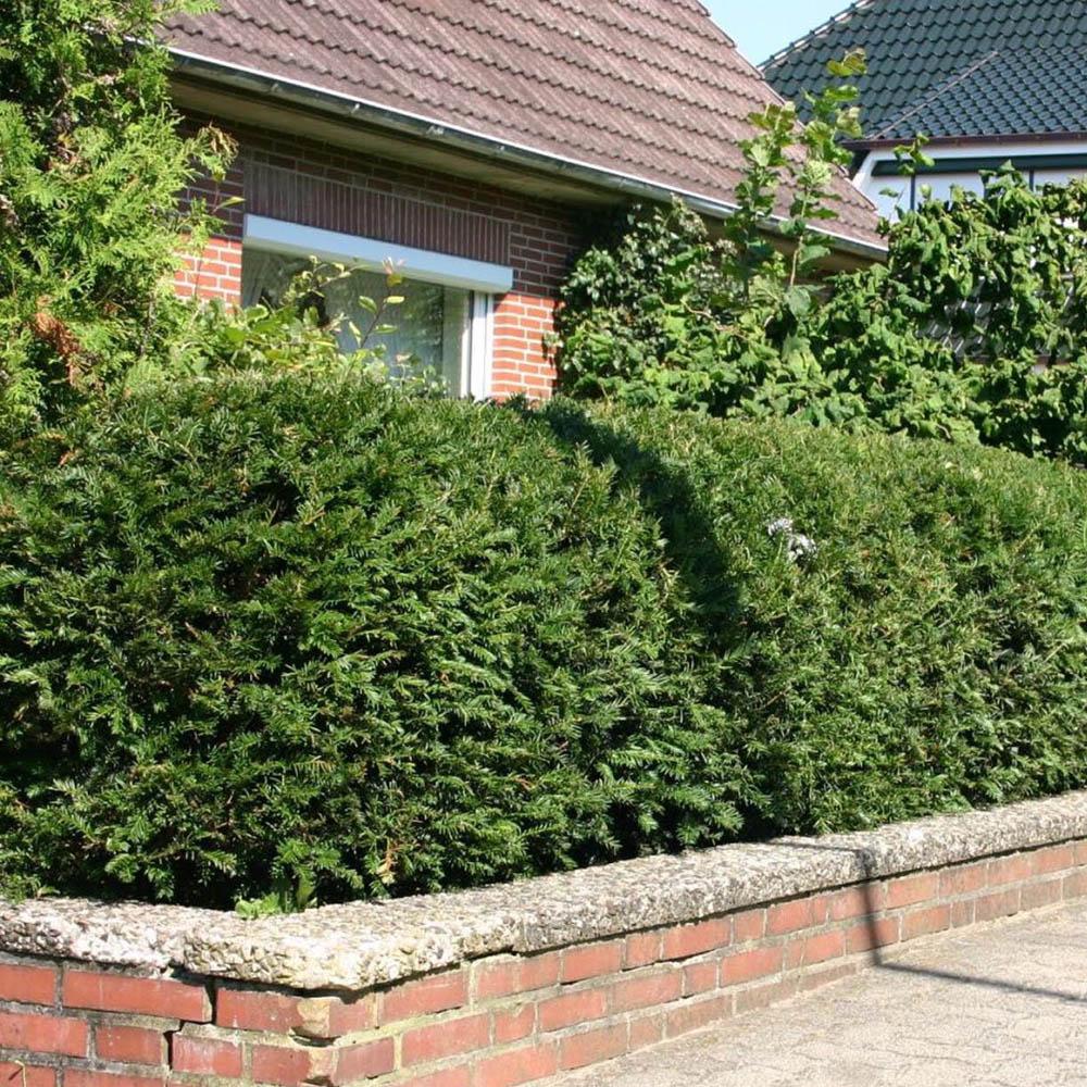 Tisa Classica gard viu vesnic verde (Taxus Baccata)