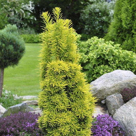 Tisa David Auriu (Taxus Baccata)