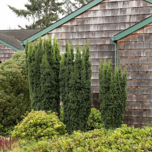 Tisa Columnar (Taxus Baccata)