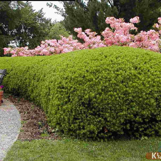 Tisa Groenland (Taxus Baccata)