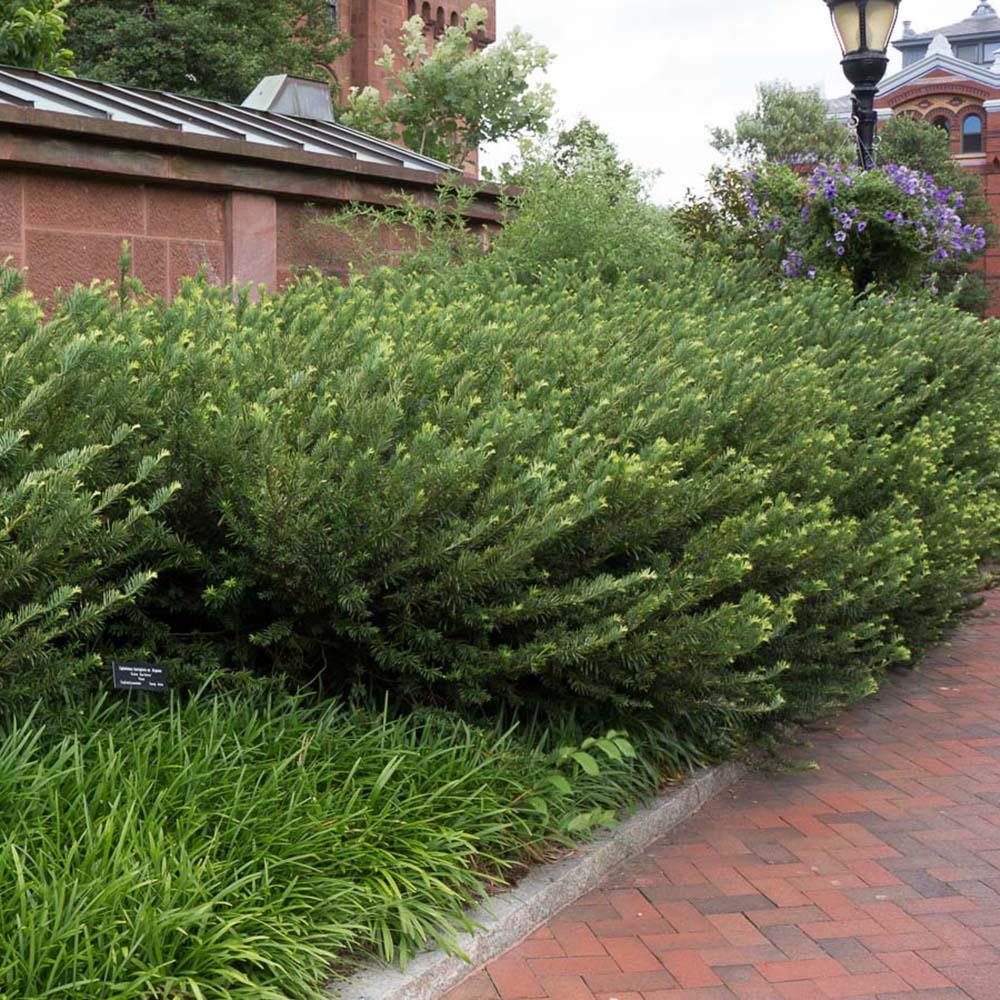 Tisa Japoneza Duke Gardens (Taxus Baccata)