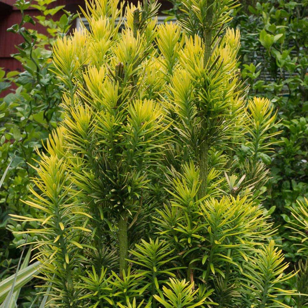 Tisa Japoneza Korean Gold (Taxus Baccata)