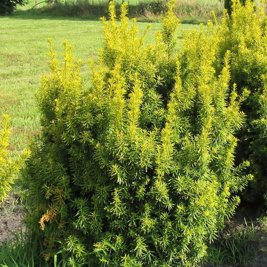 Tisa Semperaurea (Taxus Baccata)