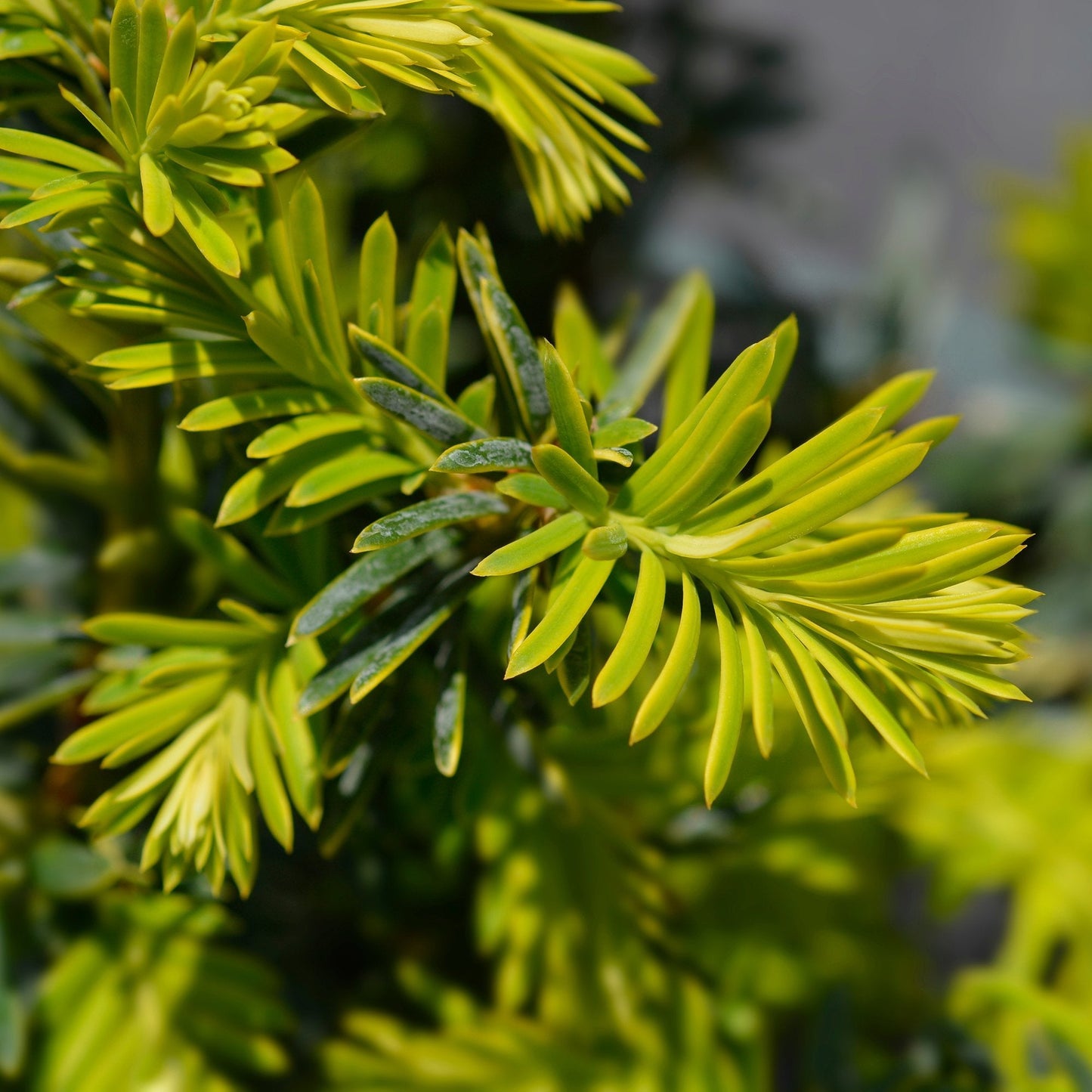 Tisa  Summergold (Taxus Baccata)