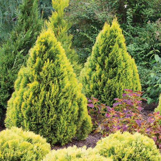 Tuia galben Filips Magic Moment, gard viu vesnic verde