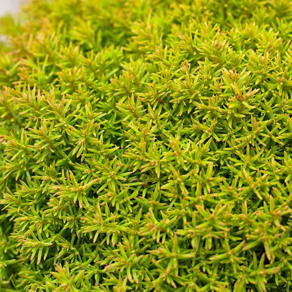 Tuia galben-verde Occidentalis Anniek