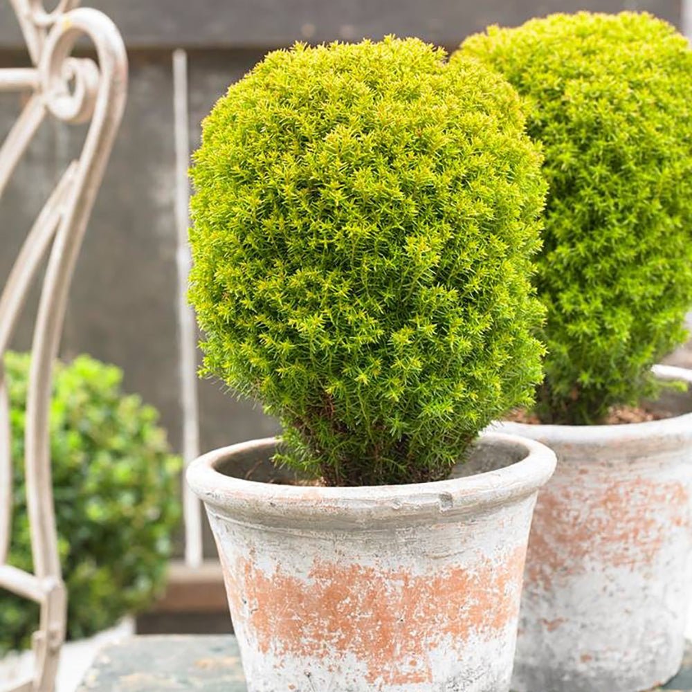 Tuia galben-verde Occidentalis Anniek