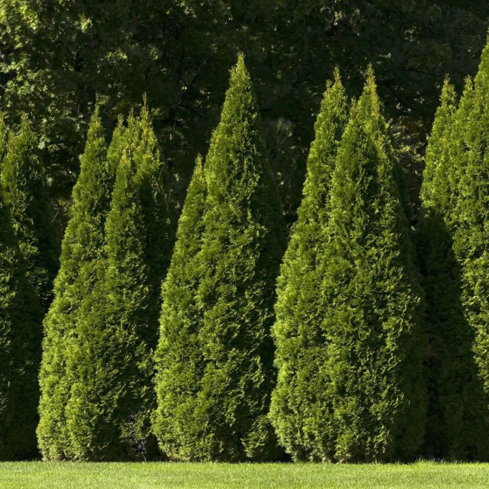 Tuia Occidentalis Pyramidalis Compacta