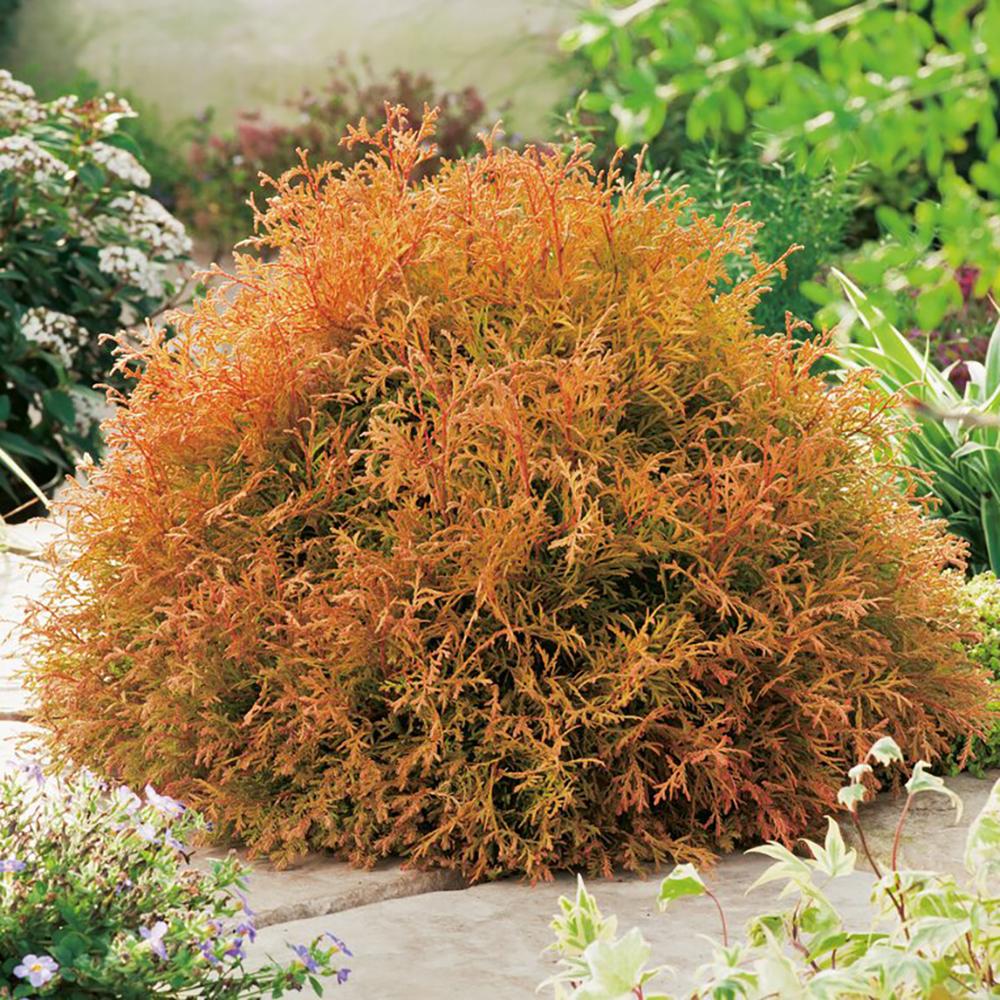 Tuia pitica Occidentalis Rheingold