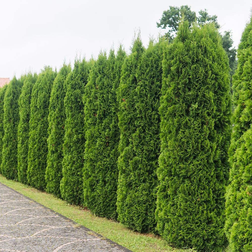 Tuia Occidentalis Smarald, gard viu vesnic verde