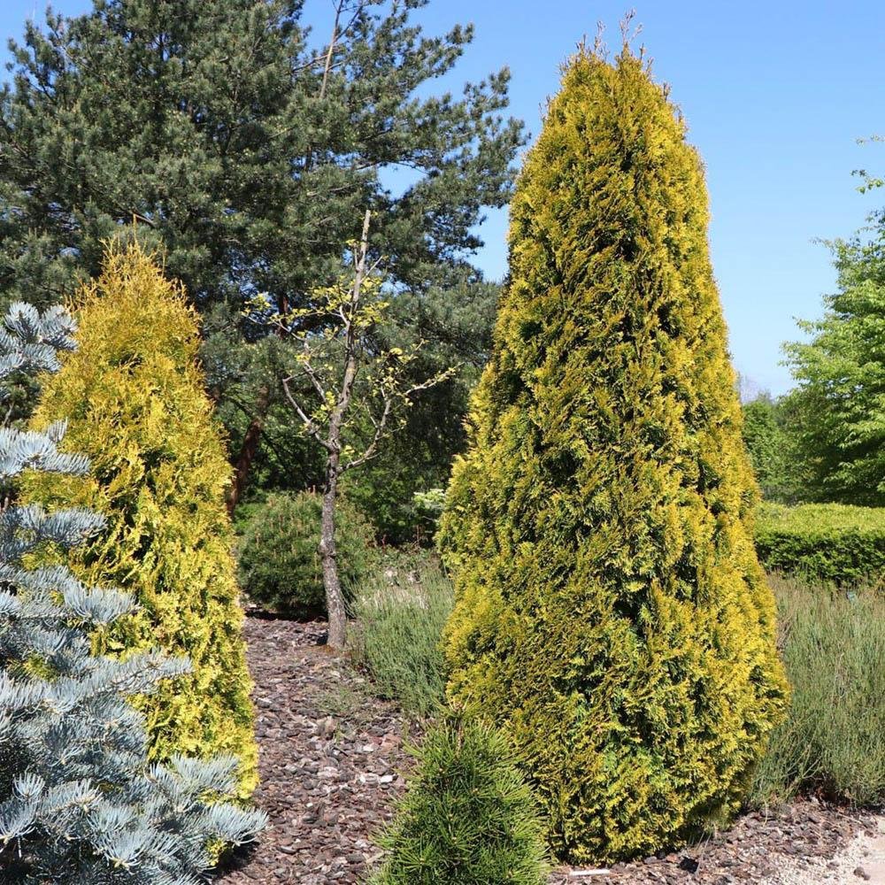 Tuia Occidentalis Smarald D'Or